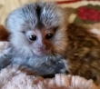 ADORABLE BABY MARMOSET MONKEYS READY NOW!